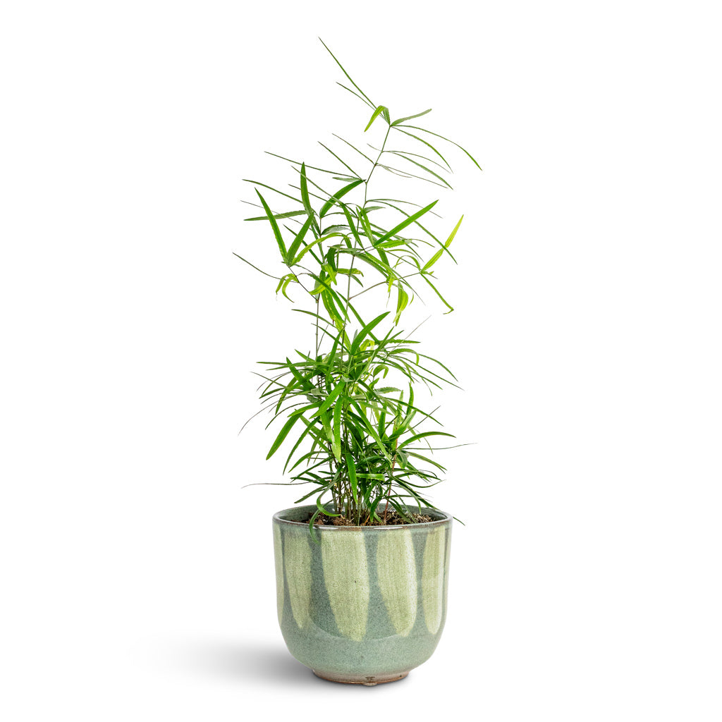 Asparagus falcatus Sicklethorn 12x40cm House Plant In Rowe Glaze Pot Green Drip 14.5x13cm