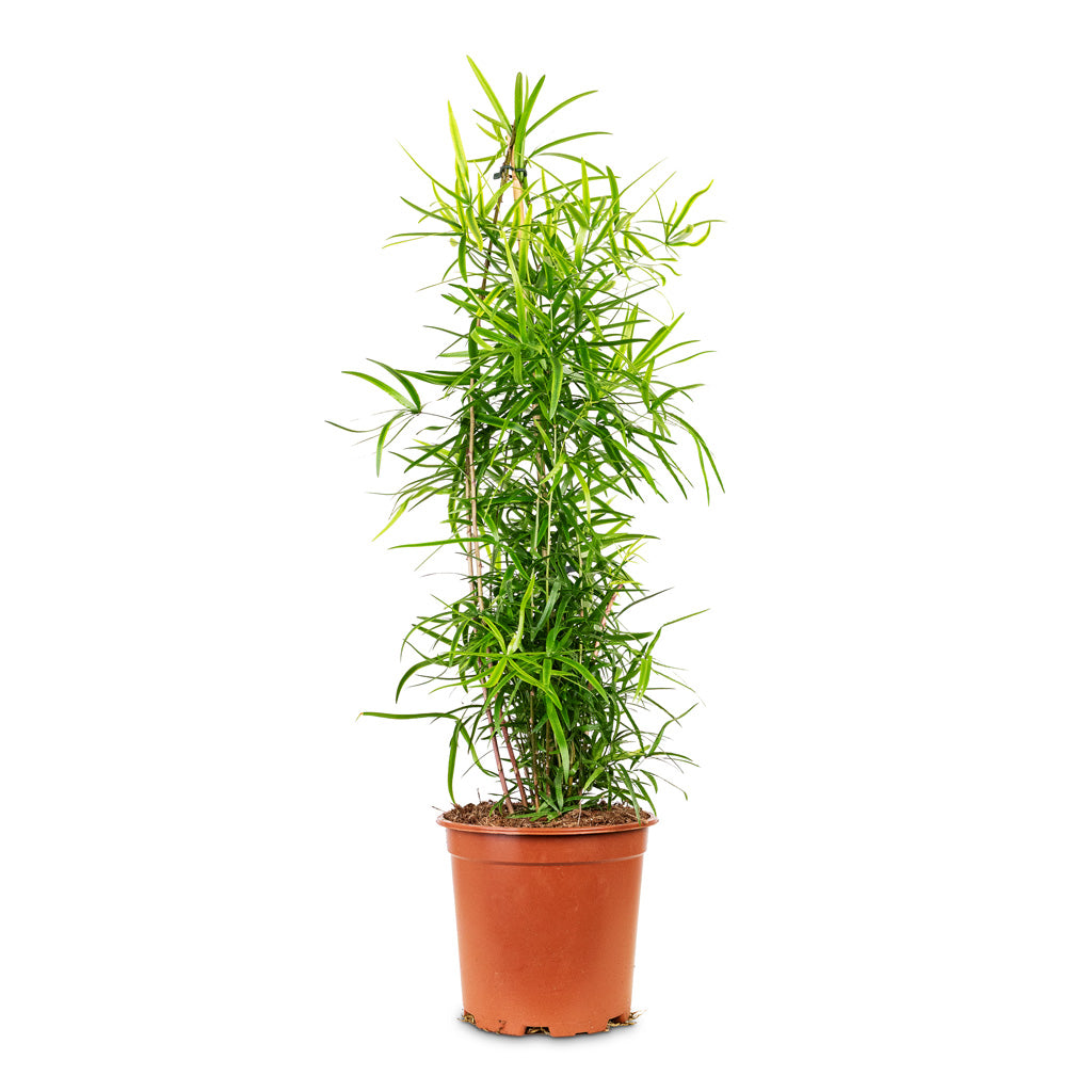 Asparagus falcatus Sicklethorn 19x80cm