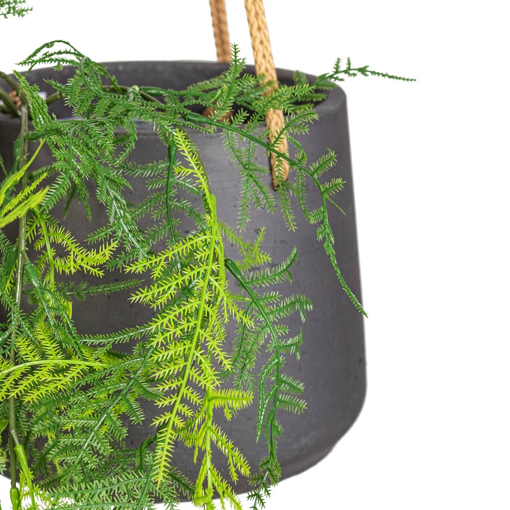 Asparagus plumosos Lace Fern Hanging Bush Artificial _6 stems_ In  Patt Hanging Pot Black Washed Close Up