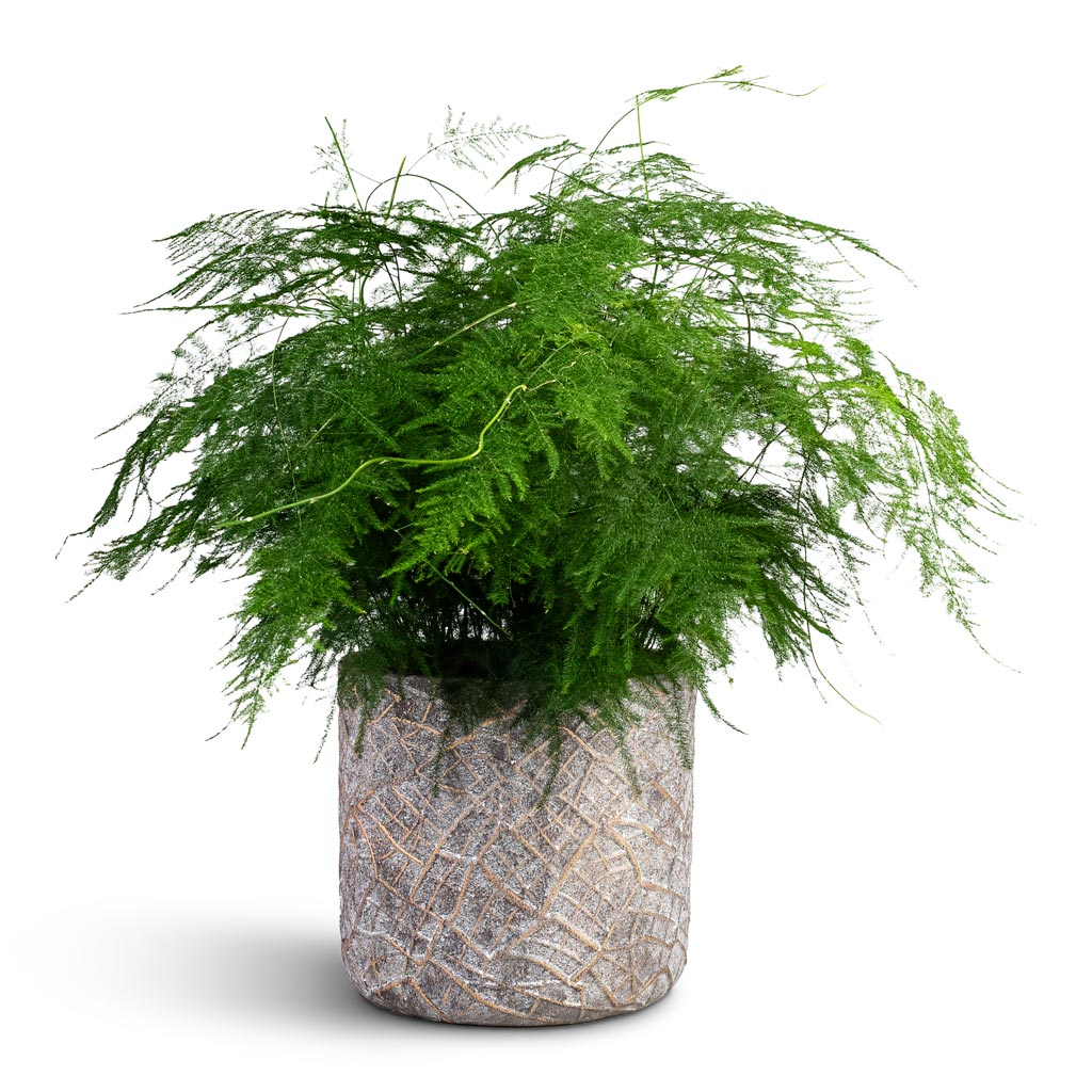 Asparagus setaceus Lace Fern - 21x50cm House Plant In Denzel Pot Shiny Concrete - 24x22cm