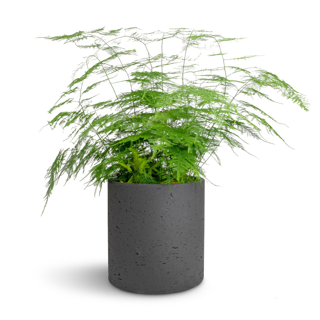 Asparagus setaceus - Lace Fern &amp; Puk Plant Pot - Black Washed