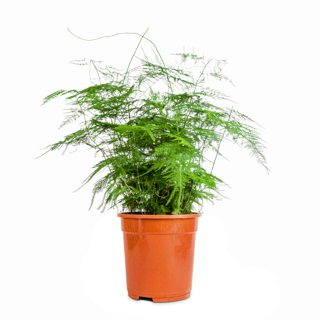 Asparagus setaceus - Lace Fern - 21 x 50cm