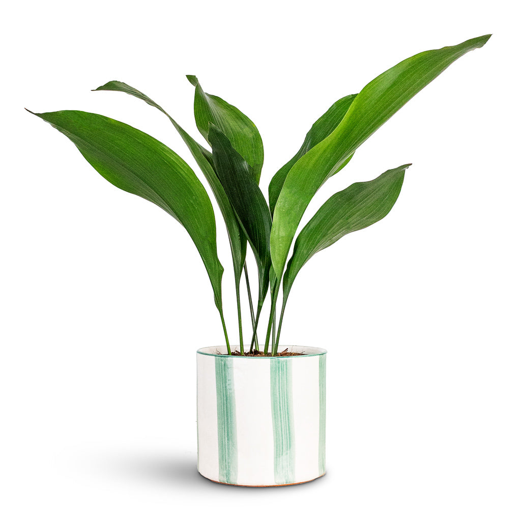 Aspidistra 13x50cm House Plant In Paros Painted Pot Green Stripe 15x14cm