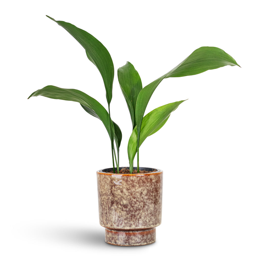 Aspidistra 13x50cm House Plant In Porchini Glaze Pot Chestnut 14x15cm