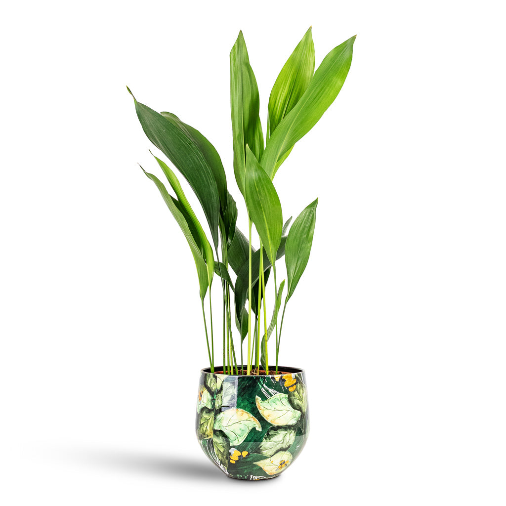 Aspidistra 21x90cm House Plant In Lammie Pot Bee Green 24x21cm