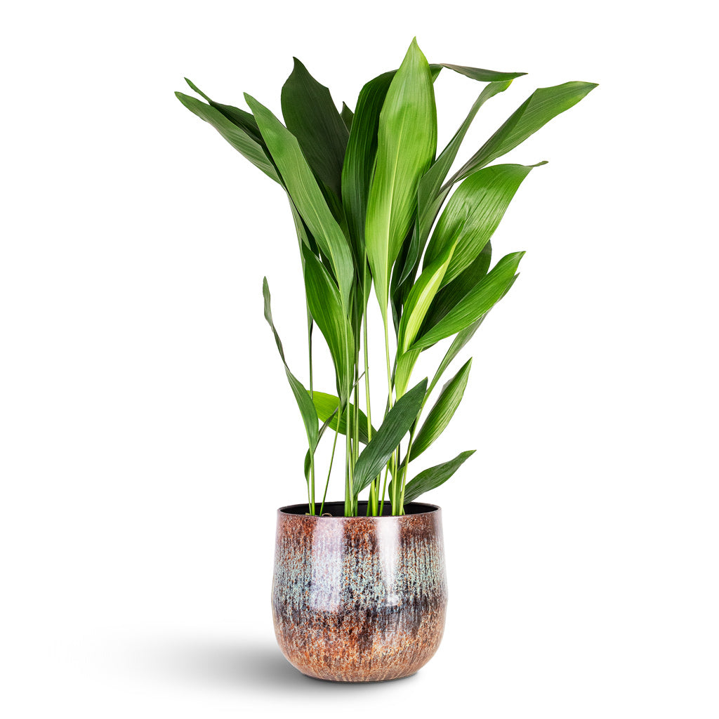 Aspidistra 24x110cm House Plant In Cilia Metal Pot Mystic Sepia 29x27cm