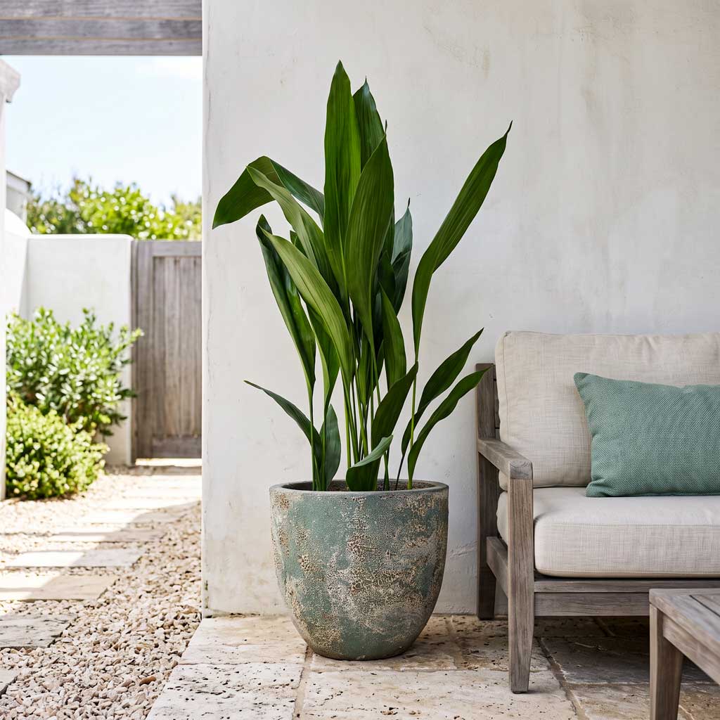 Aspidistra - 24x110cm In Sandora Couple Green - 36x34cm