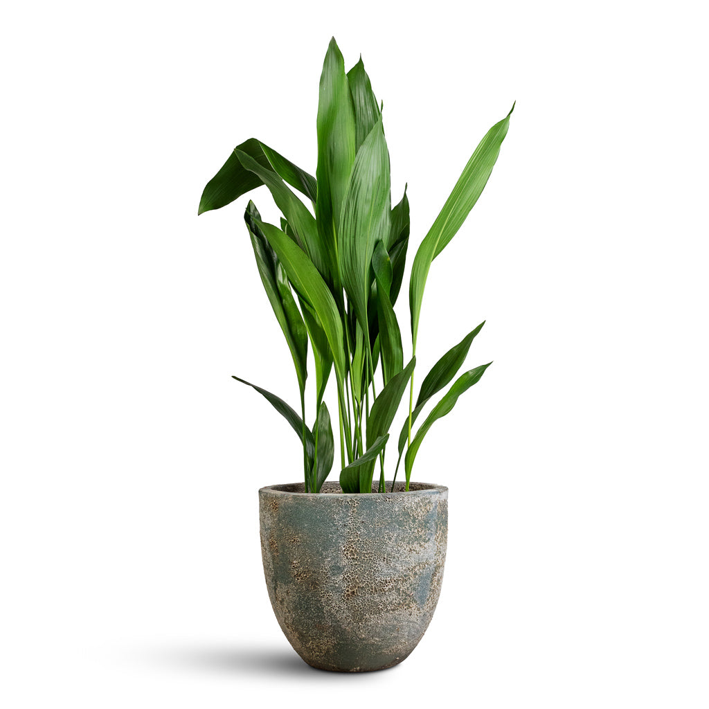 Aspidistra - 24x110cm In Sandora Couple Green - 36x34cm