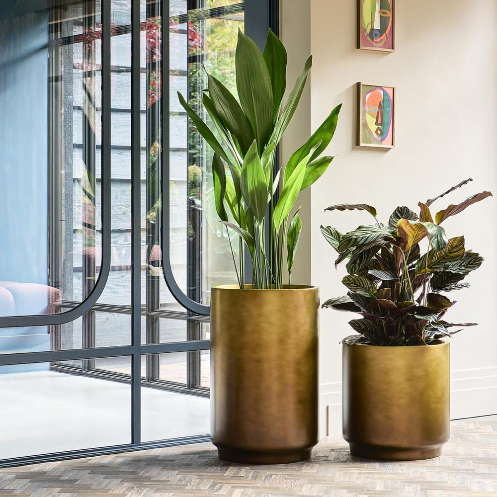 Rent or Buy Office Plants? The True Cost of Renting Office Plants