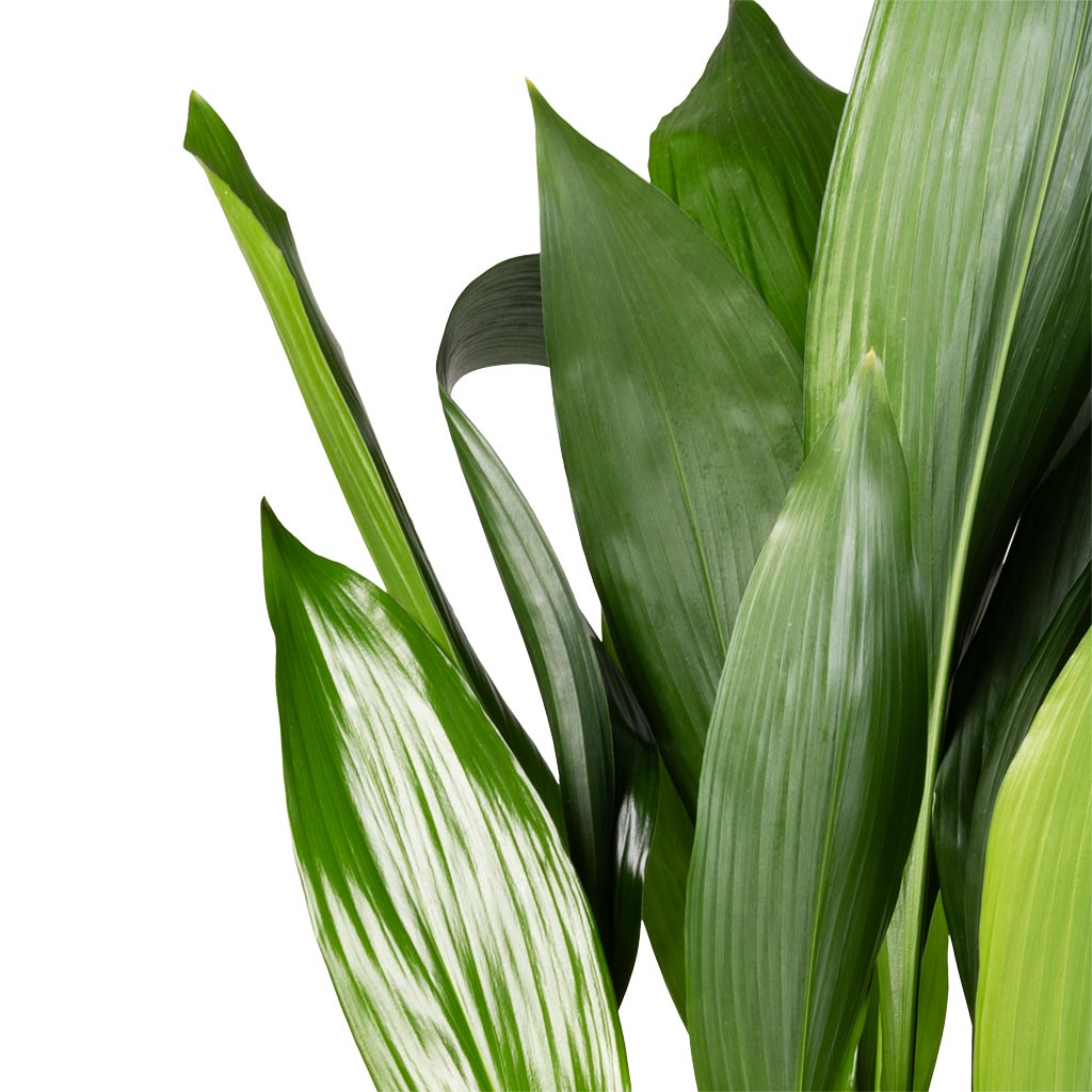 Aspidistra - Cast Iron Plant