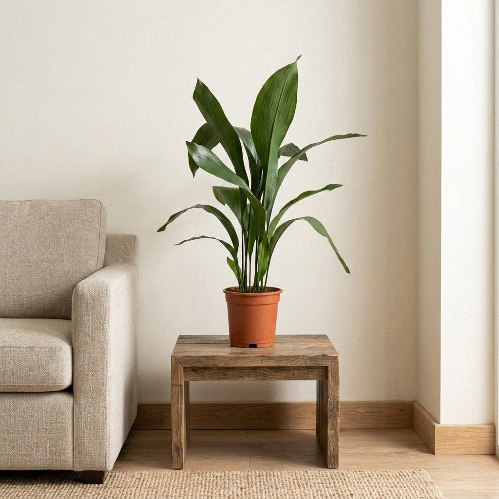 Aspidistra - 17 x 70cm