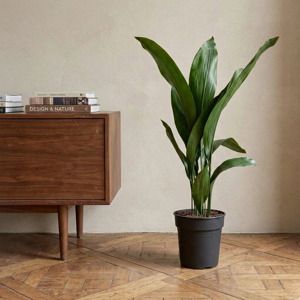Aspidistra - 19 x 80cm