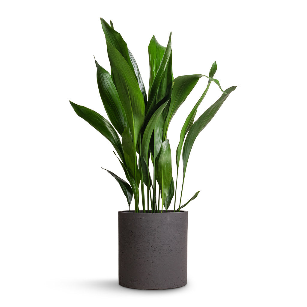 Aspidistra - Cast Iron Plant & Max Plant Pot - Black Washed