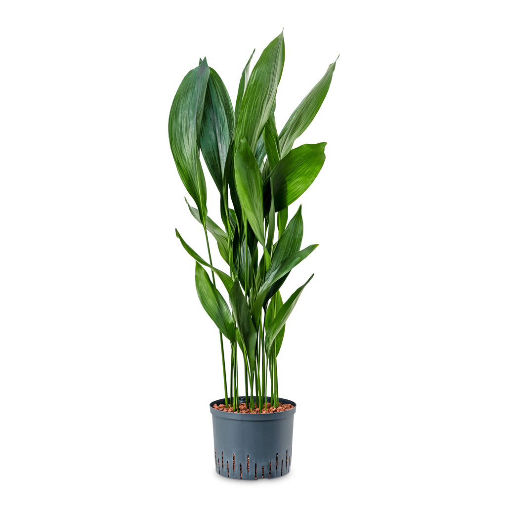 Aspidistra - Cast Iron Plant - HydroCare - 25/19 x 120cm