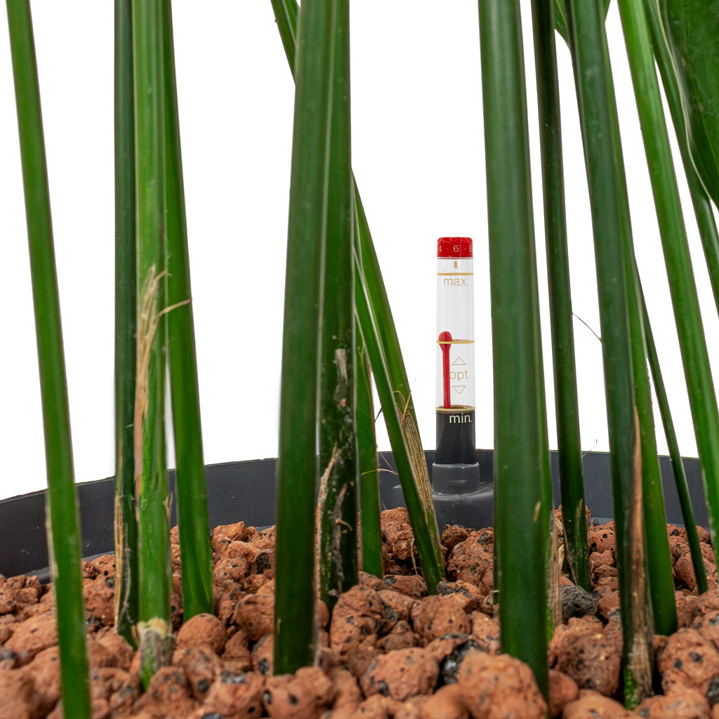 Aspidistra - Cast Iron Plant - HydroCare - Detail