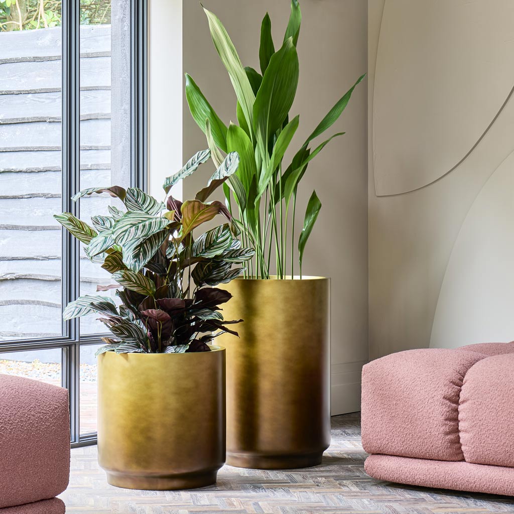 Aspidistra & Pin Stripe Calathea In Baq Gradient Cylinder Matt Honey Planter