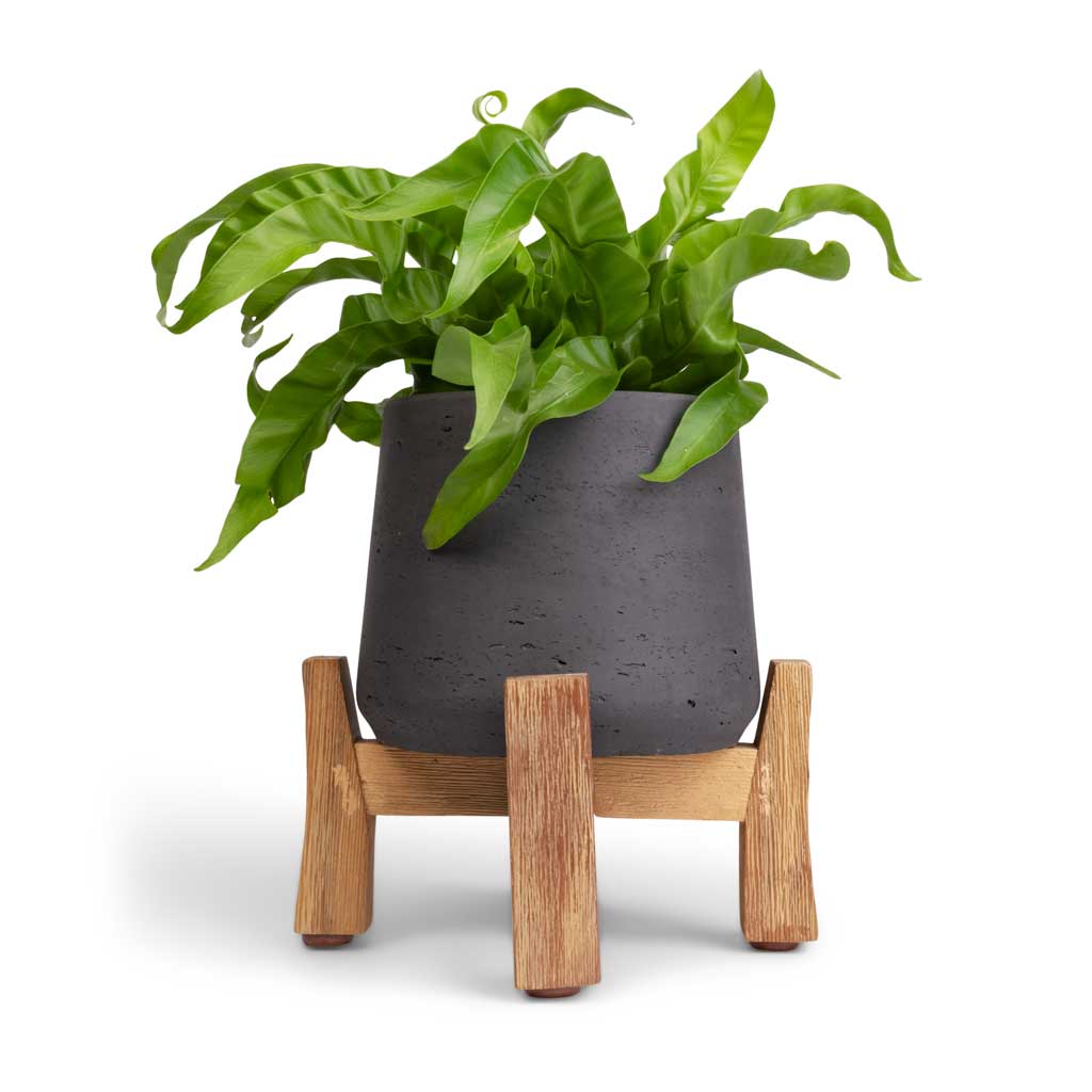 Patt Plant Pot Low Stand Black Washed