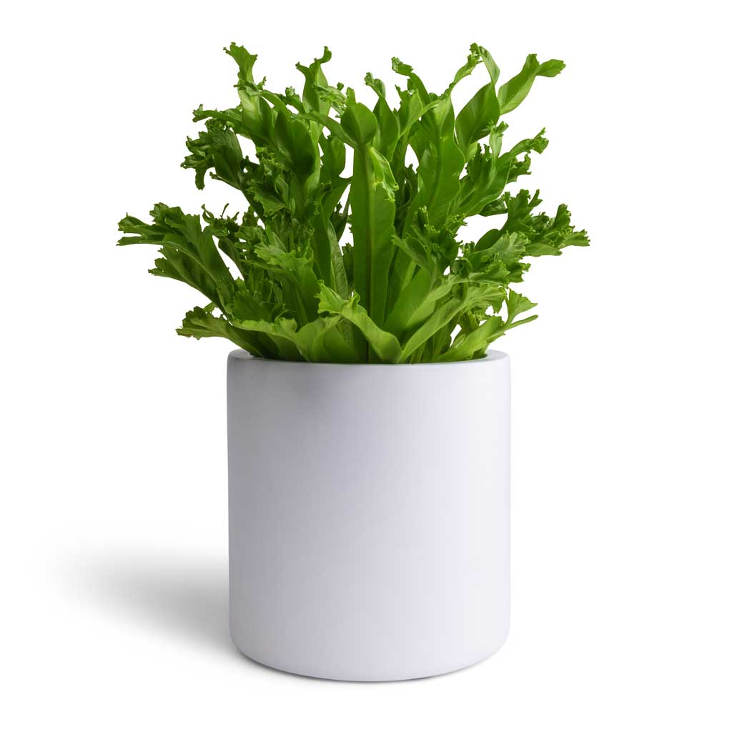 Asplenium Leslie  - Crested Birds Nest Fern &amp; Puk Planter - Matt White