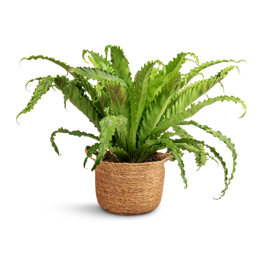 Asplenium Osaka - Japanese Bird's Nest Fern & Nelis Plant Basket - Natural