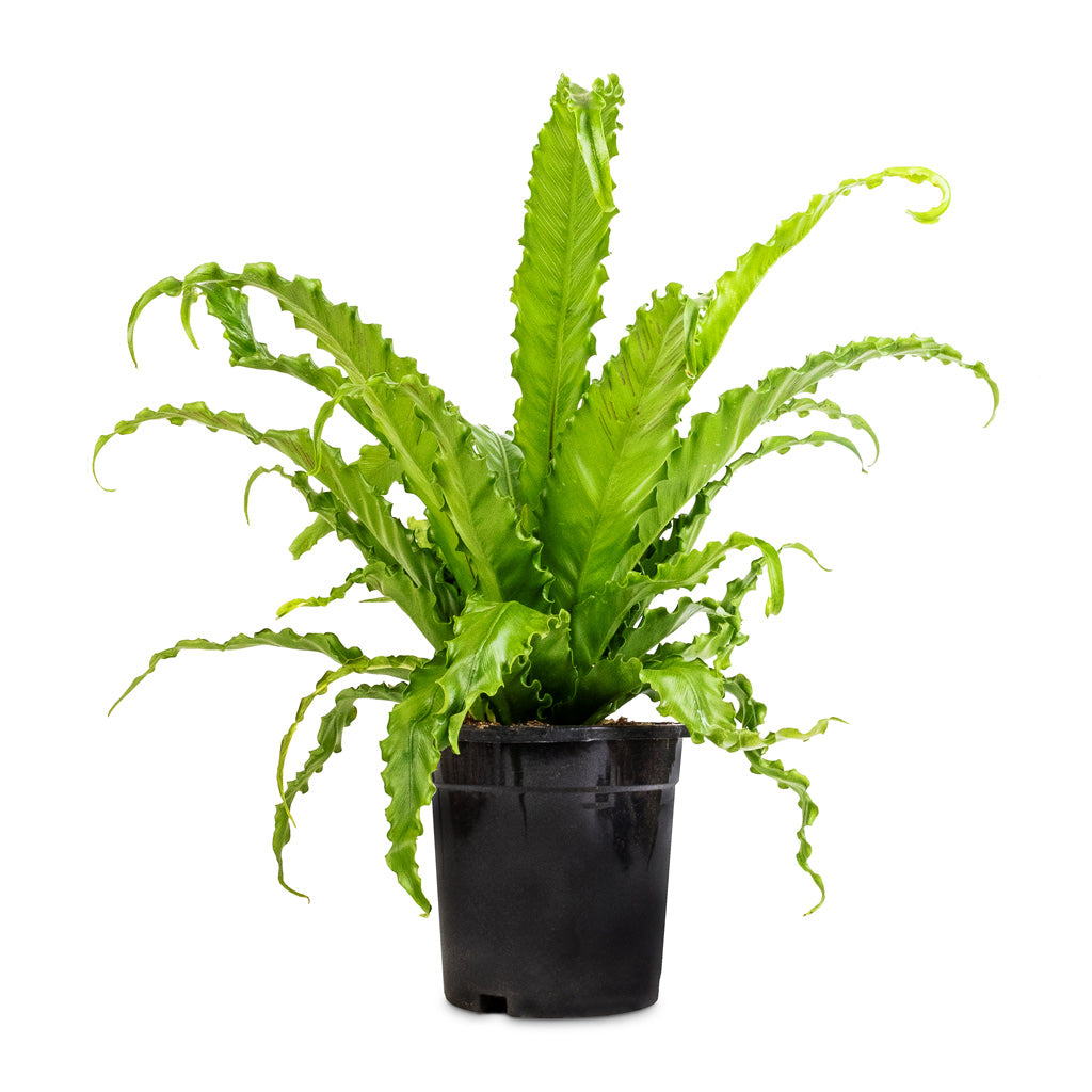Asplenium Osaka - Japanese Bird's Nest Fern - 17 x 50cm