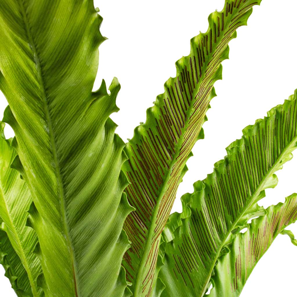 Asplenium Osaka - Japanese Bird's Nest Fern