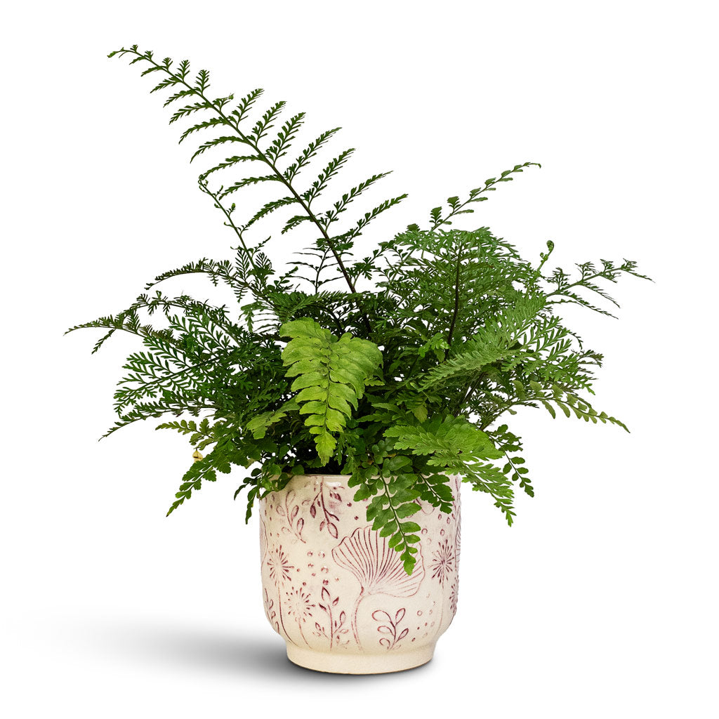 Asplenium Parvati 17x40cm house plant in Emilia Pot Pink 19x18cm