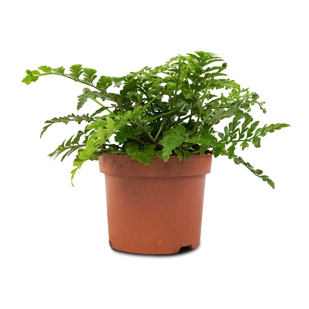 Asplenium Parvati - Mother Fern