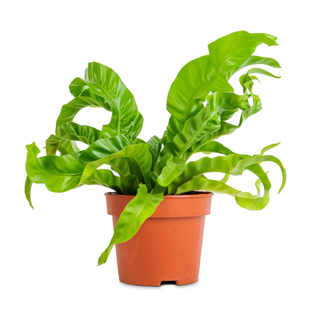 Asplenium antiquum Hurricane - Twisted Bird's Nest Fern - 12 x 20cm