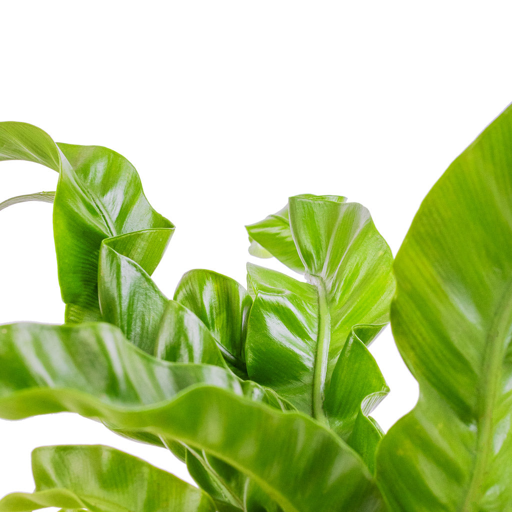 Asplenium Hurricane - Twisted Bird's Nest Fern Leaves