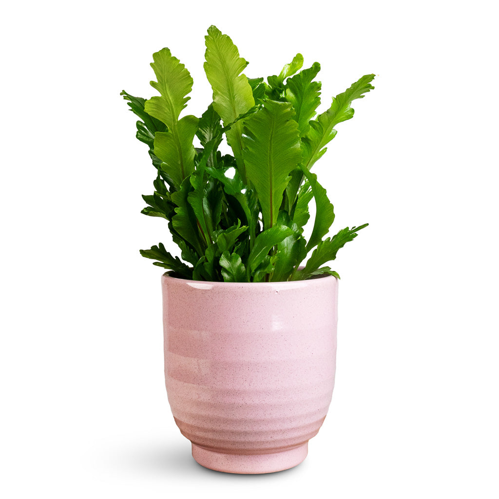 Asplenium nidus Campio In Sofia Pot Rose