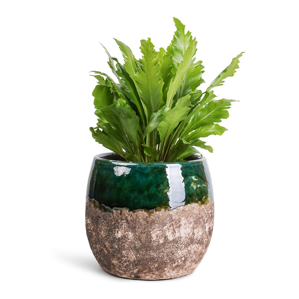 Asplenium nidus Campio - Champion's Bird's Nest Fern &amp; Lindy Plant Pot - Black Green
