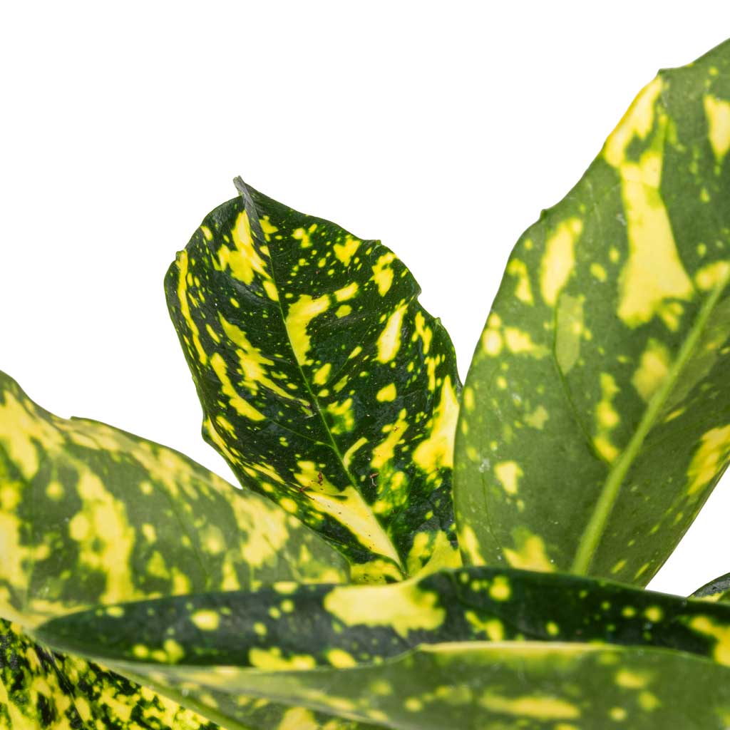 Aucuba japonica Variegata Gold Dust Plant - 14x35cm In Nolan Plant Pot Pine - 17x15cm