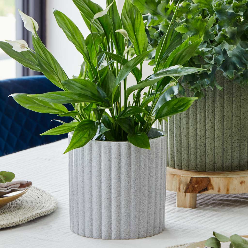 Azalea Ribbed Plant Pot - Speckled Grey Stone & Peace Lily