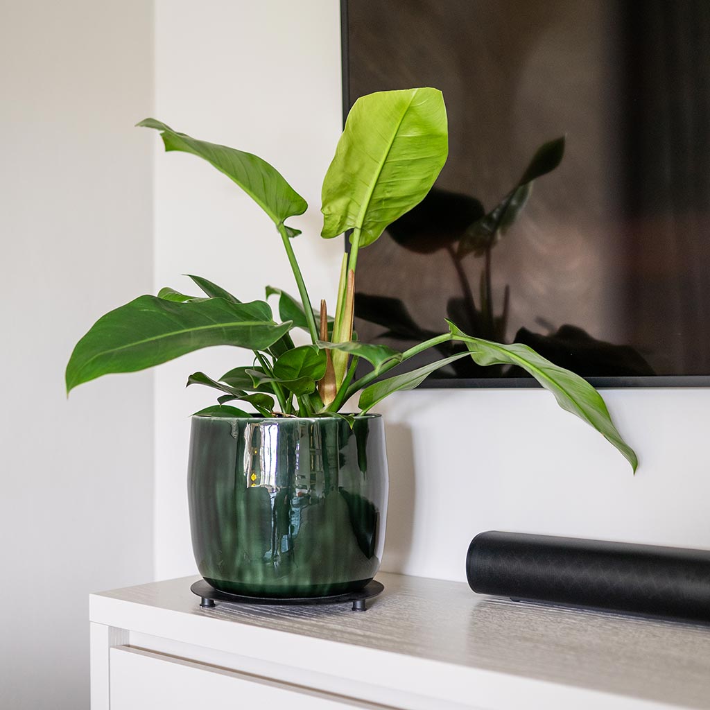 Babet Plant Pot - Pine & Philodendron Houseplant