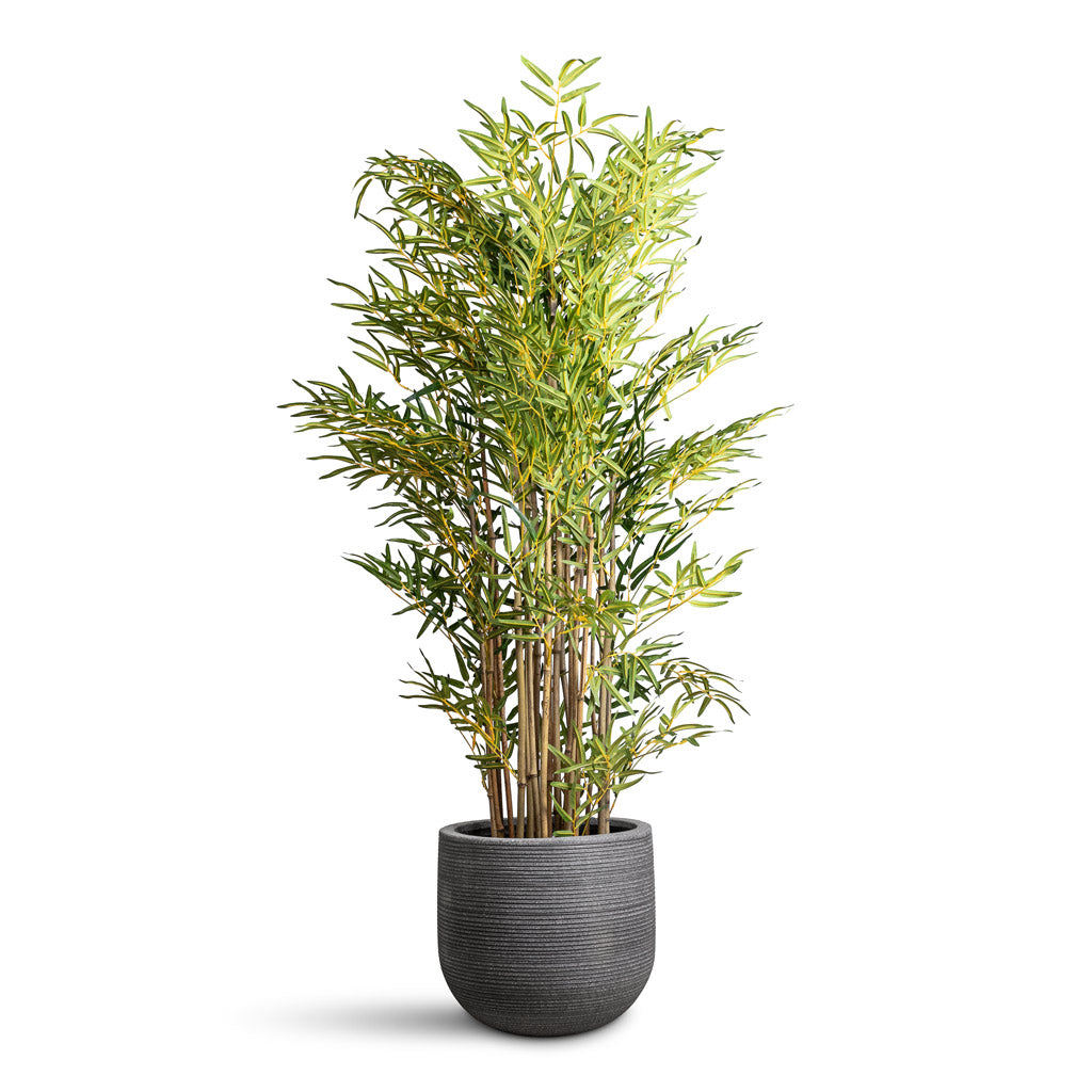 Bamboo Japanese Artificial In Cody Ridged Pot Dark Grey