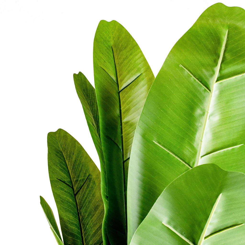Banana Tree Artificial Close Up Of Leaves 