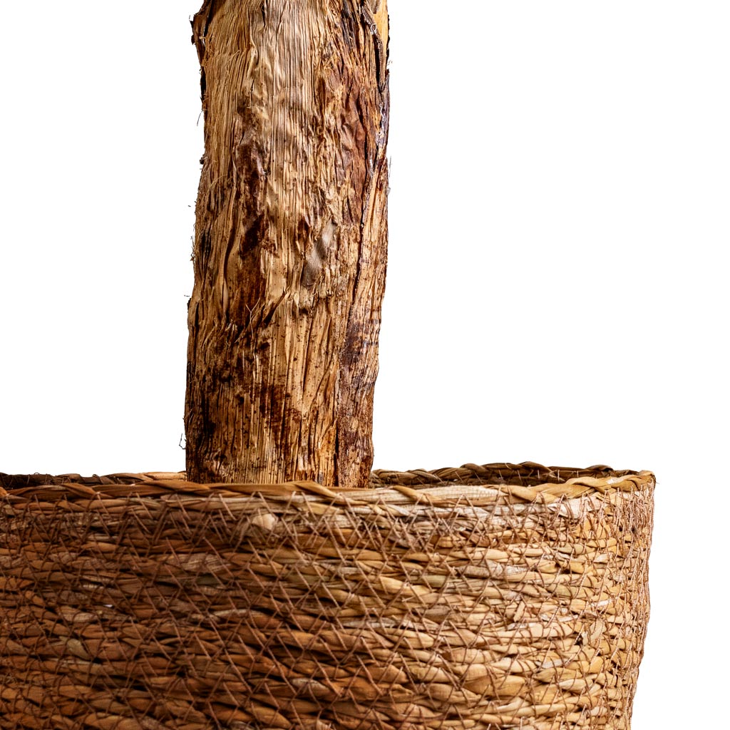 Banana Tree Artificial In Igmar Basket Natural Close Up 