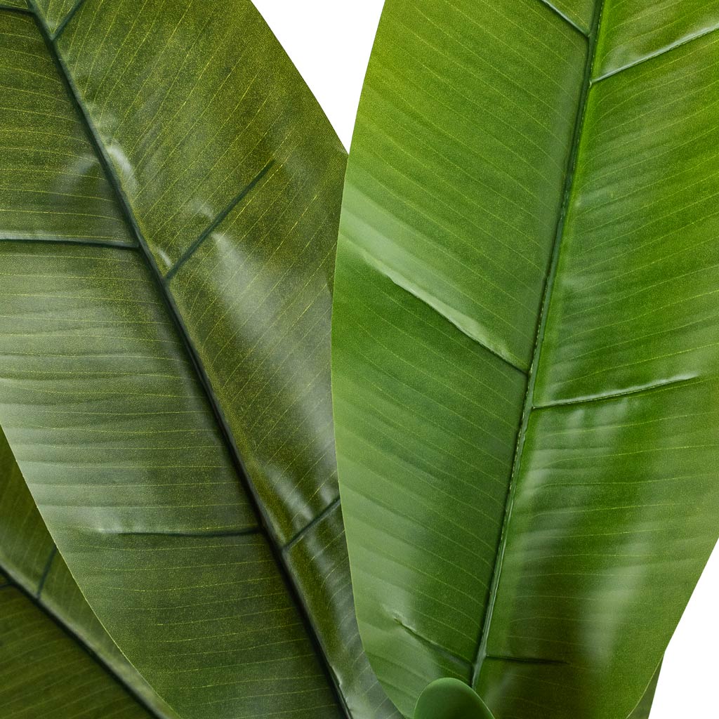 Banana Tree Artificial Close Up Of Leaves 
