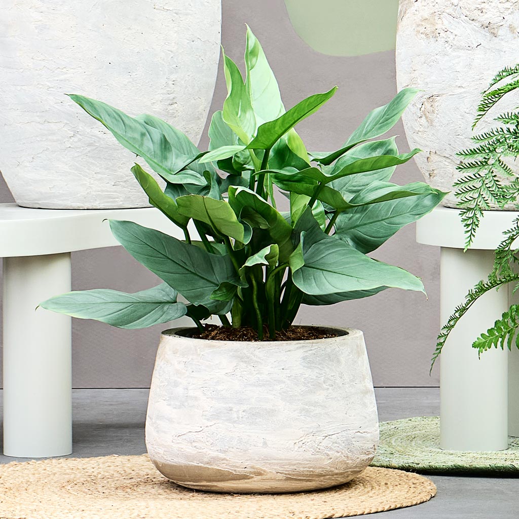 Algar Darcy Planter White - 51x34cm