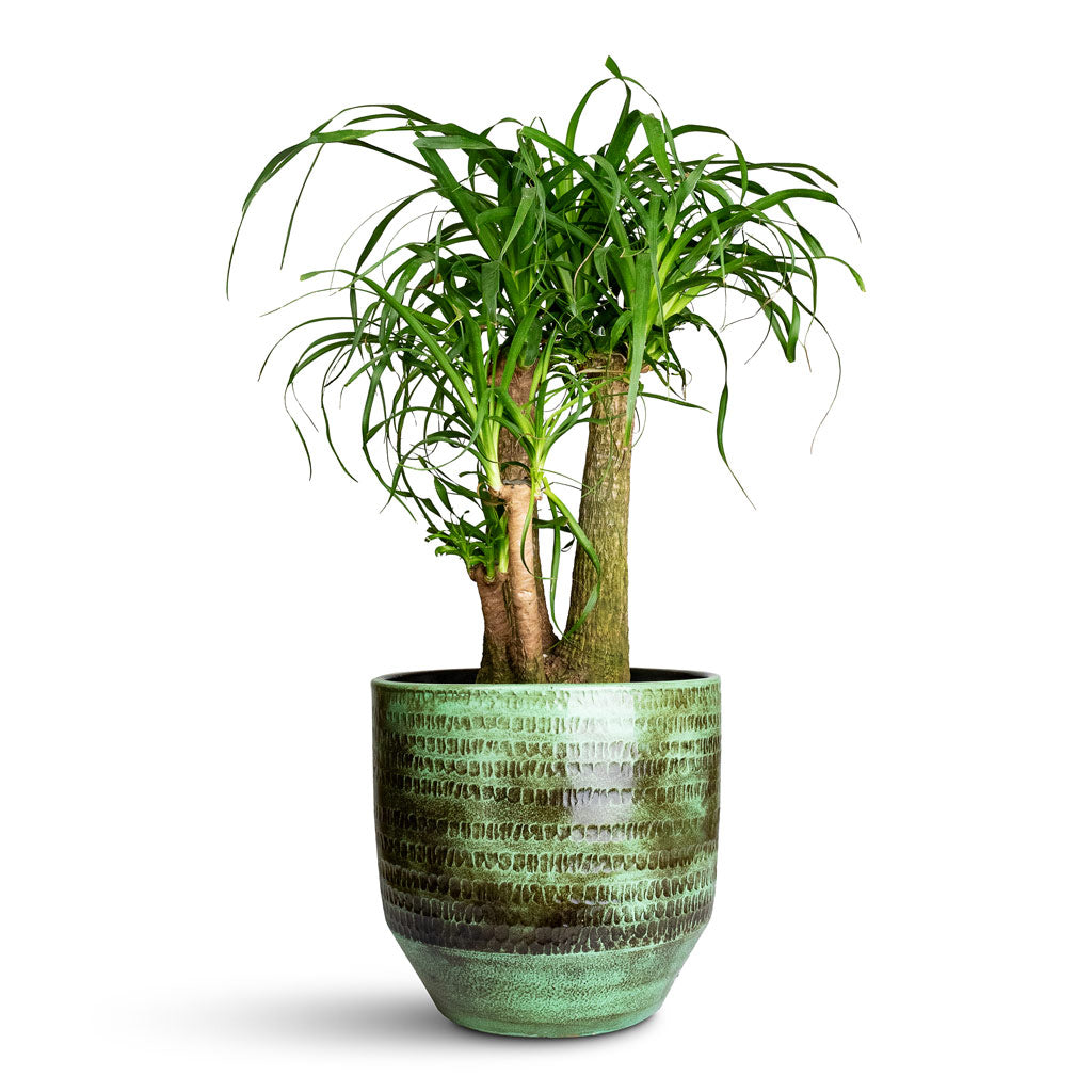 Beaucarnea Branched In Sanna Plant Pot Moss Green