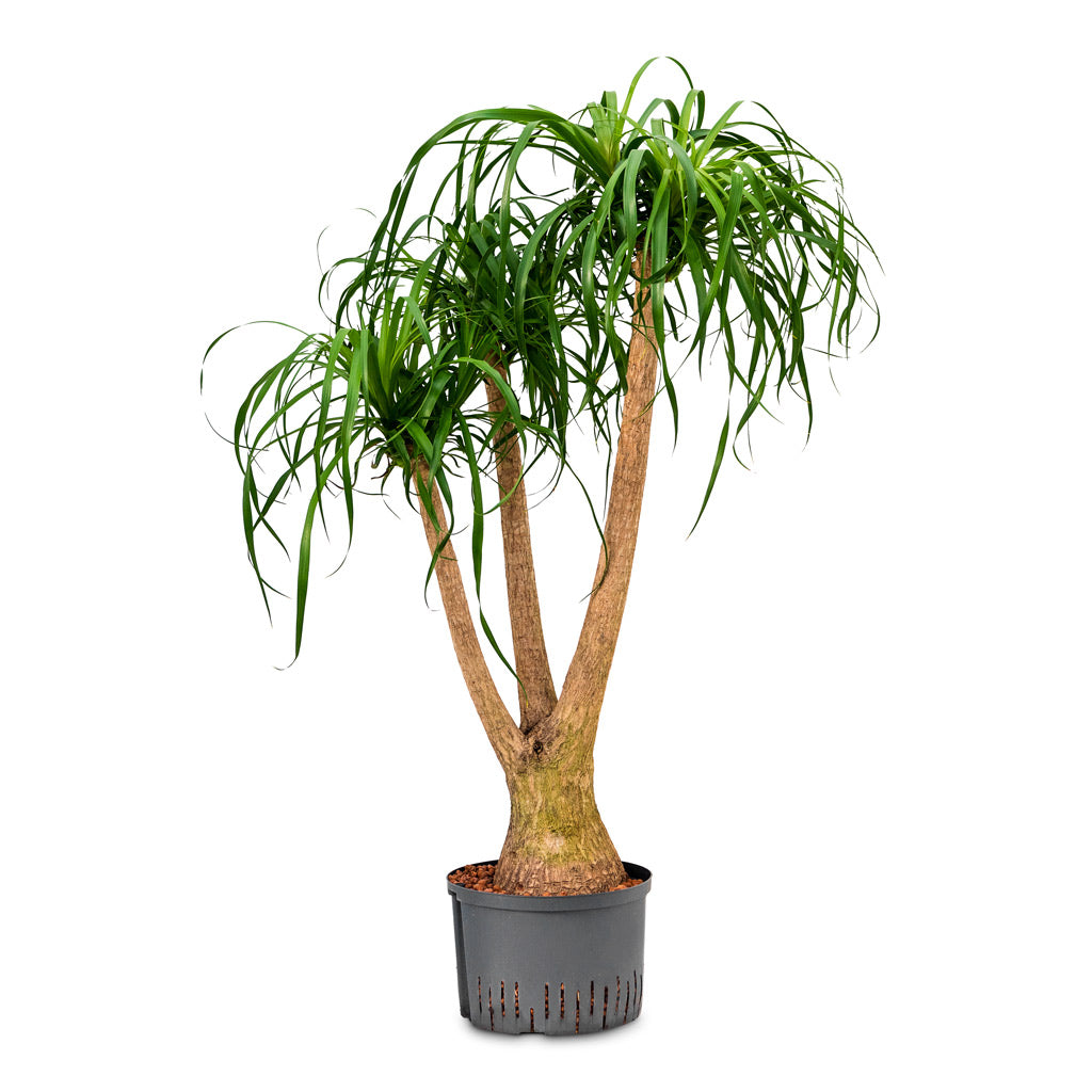 Beaucarnea Branched HydroCare - 32/19x125cm