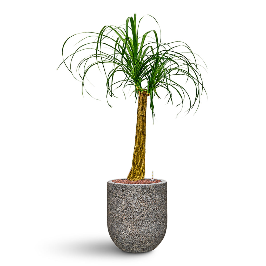 Beaucarnea Pony Tail Palm Single Stem Hydroculture Indoor Plant Large