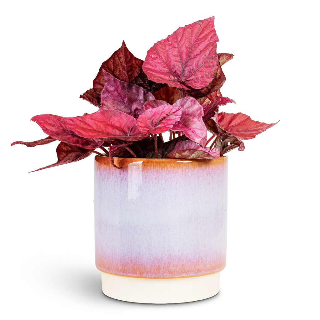 Begonia BD Rex Inca Flame 12x20cm House Plant In Copenhagen Pot Pink 13.5x14cm