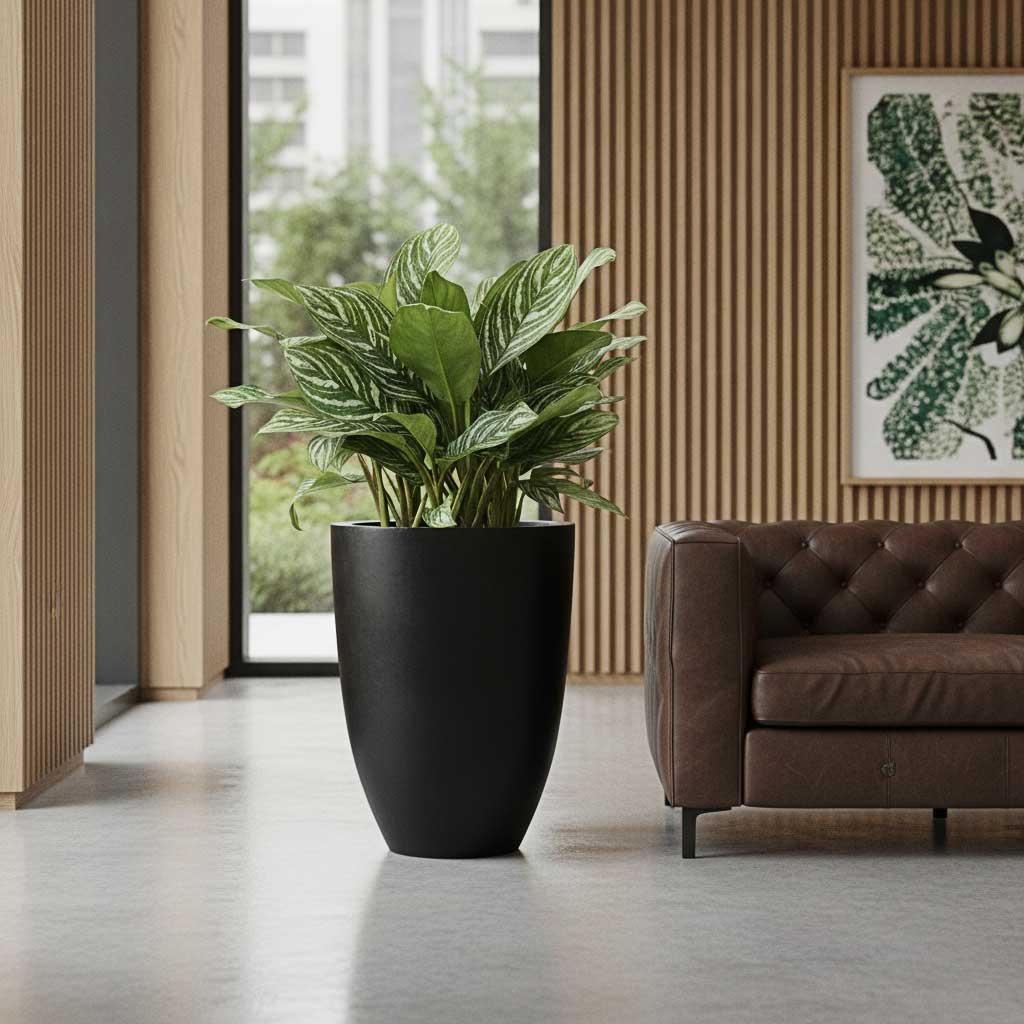 Aglaonema Stripes - Chinese Evergreen - HydroCare in Ben Natural Planter - Black

