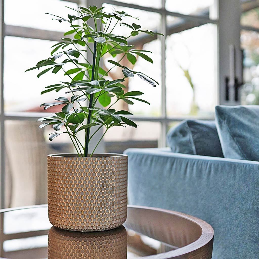 Bernt Shiny Gold plant Pot On Coffee Table