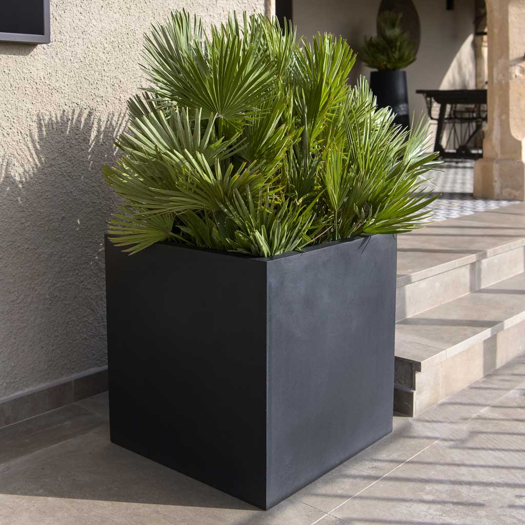 Block Natural Planter - Black Fan Palm