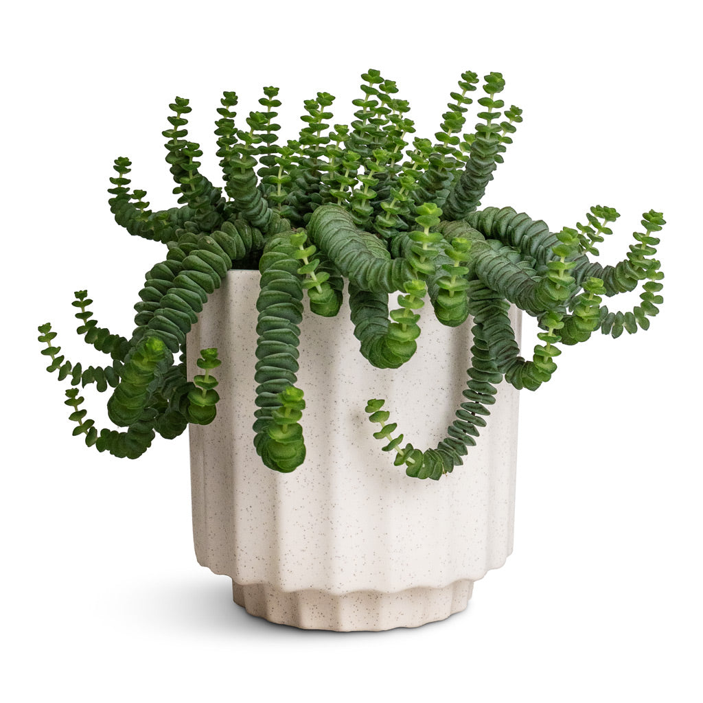 Crassula marneriana Worm Plant Baby Jade Necklace &amp; Bourton Scalloped Plant Pot - Ivory