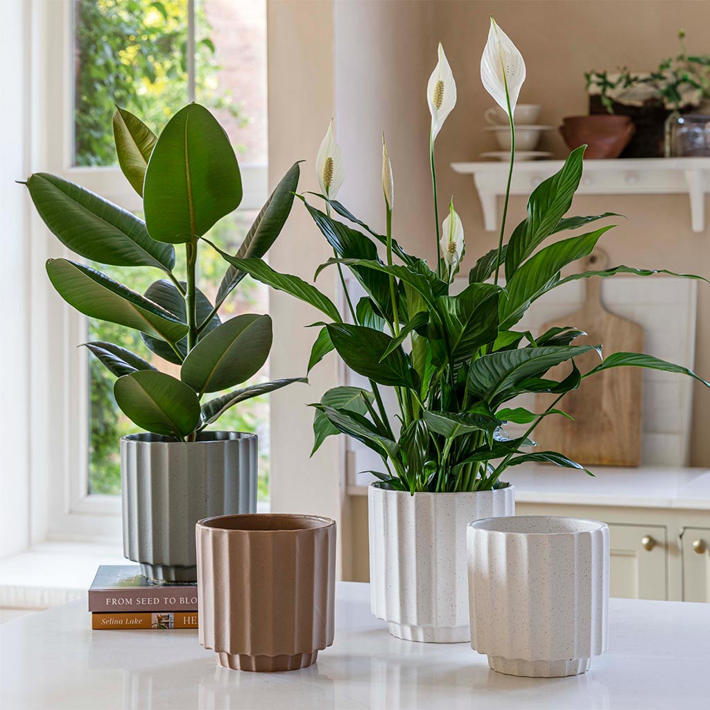 Bourton Scalloped Plant Pot - Clay