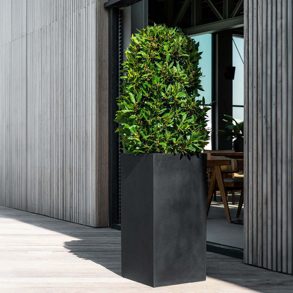 Bouvy Natural Planter - Black & Bay Tree