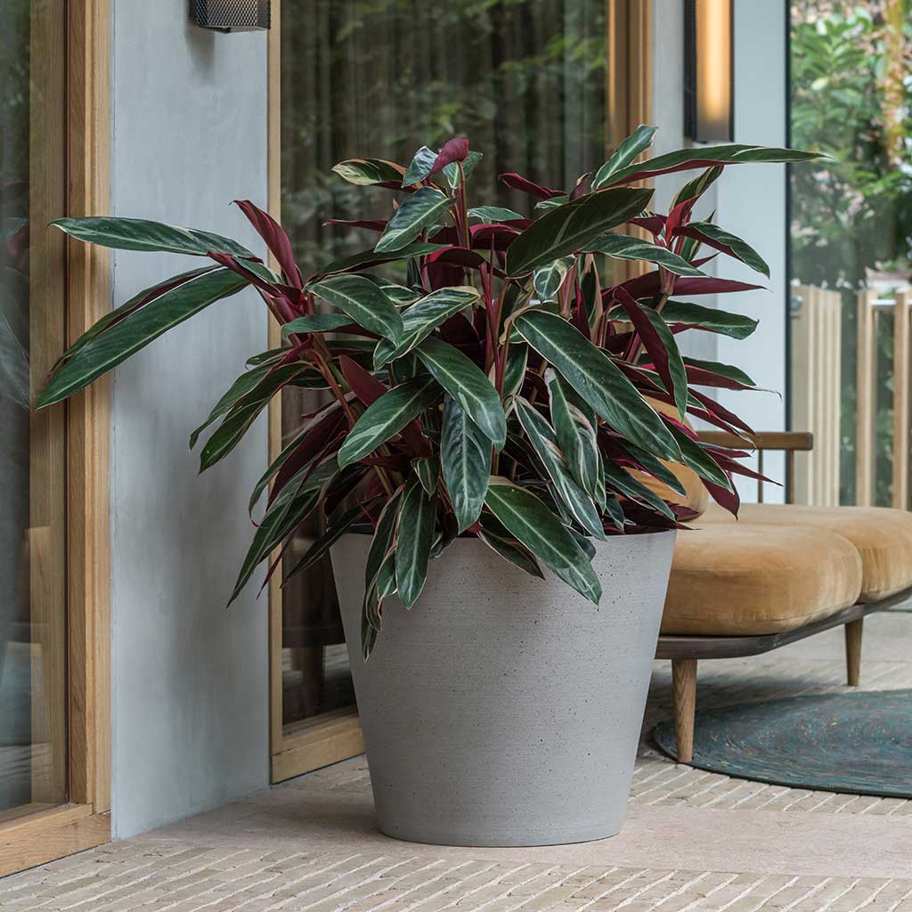 Bucket Refined Planter Clouded Grey & Stromanthe Plant